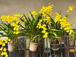 ご近所の花